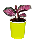 2" Calathea Rosy